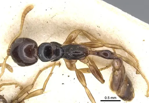 Tetraponera allaborans - CASENT0902822