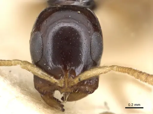 Tetraponera allaborans - CASENT0902822