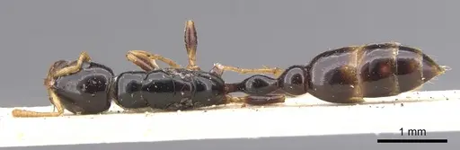 Tetraponera allaborans - CASENT0902823