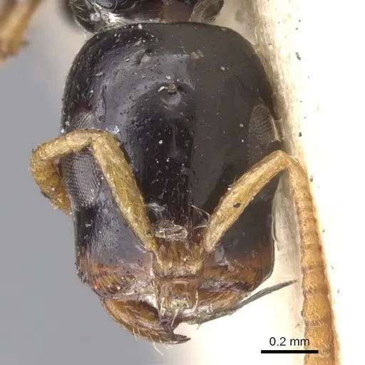 Tetraponera allaborans - CASENT0902823