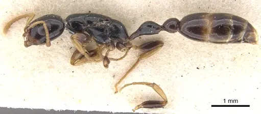 Tetraponera allaborans - CASENT0902823