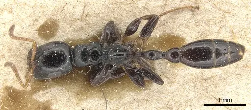 Tetraponera allaborans - CASENT0904037