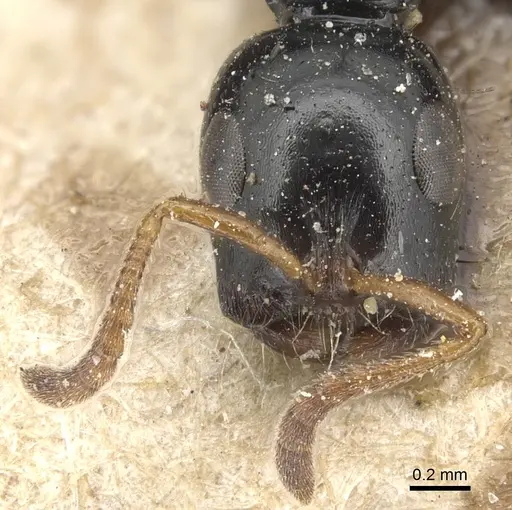 Tetraponera allaborans - CASENT0904037