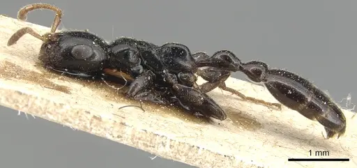 Tetraponera allaborans - CASENT0904037
