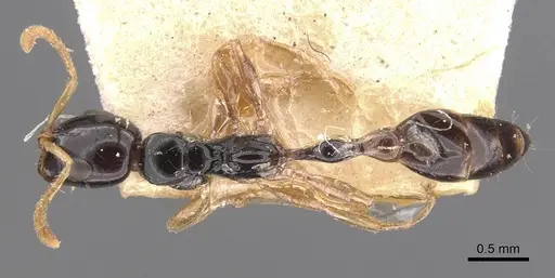 Tetraponera allaborans - CASENT0907456