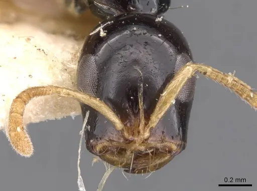 Tetraponera allaborans - CASENT0907456