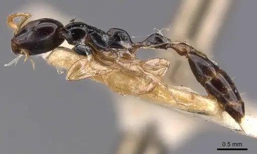 Tetraponera allaborans - CASENT0907456