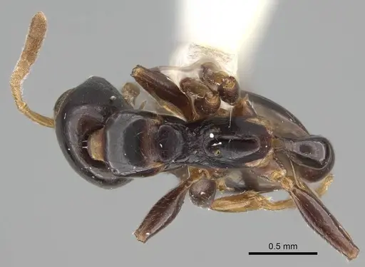 Tetraponera allaborans - CASENT0919889