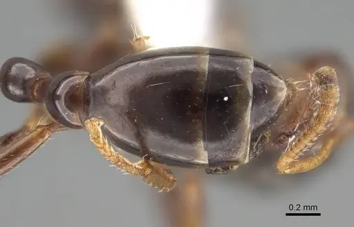 Tetraponera allaborans - CASENT0919889