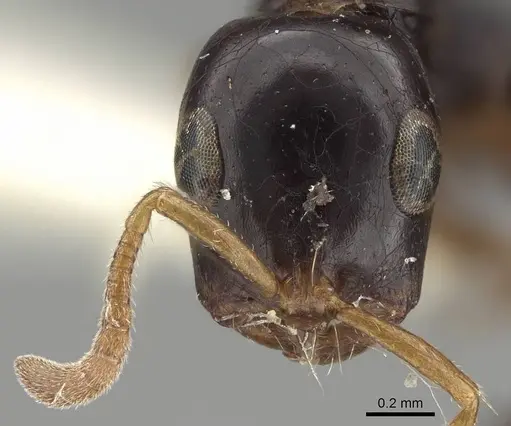 Tetraponera allaborans - CASENT0919889