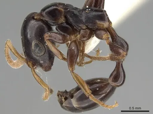 Tetraponera allaborans - CASENT0919889