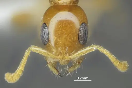 Tetraponera amargina specimen