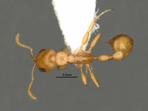 Tetraponera amargina - CASENT0884318