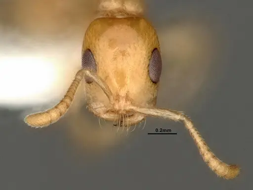 Tetraponera amargina - CASENT0884318