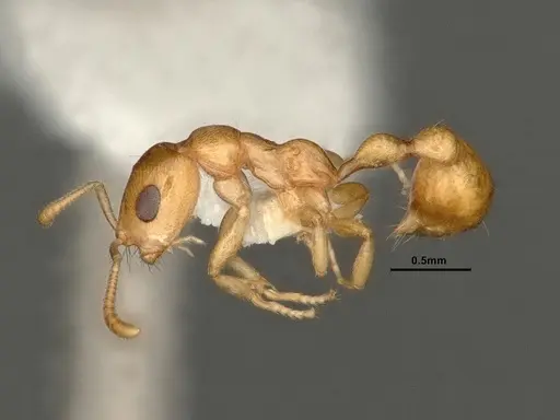 Tetraponera amargina - CASENT0884318