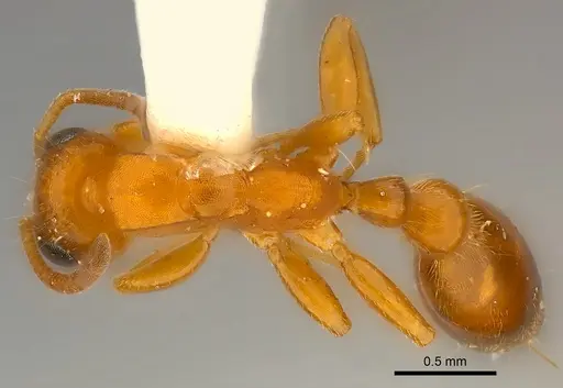 Tetraponera ambigua specimen