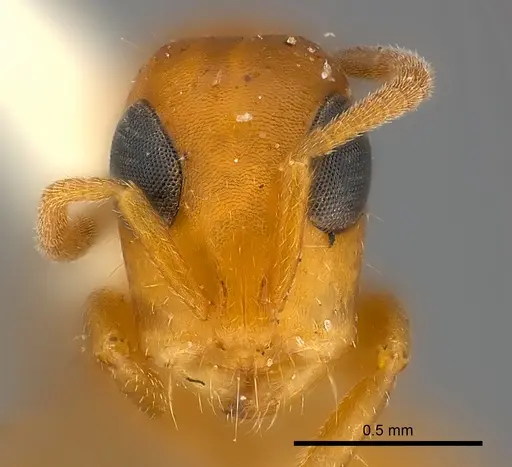 Tetraponera ambigua specimen