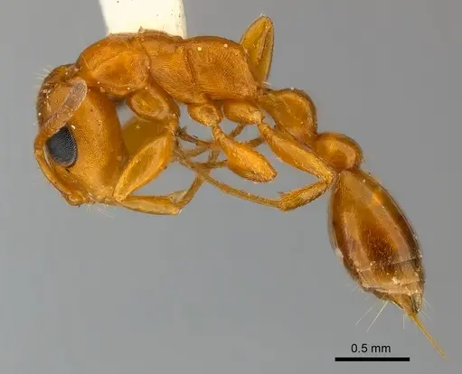 Tetraponera ambigua specimen