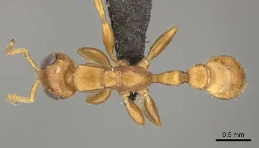 Tetraponera ambigua - CASENT0235821