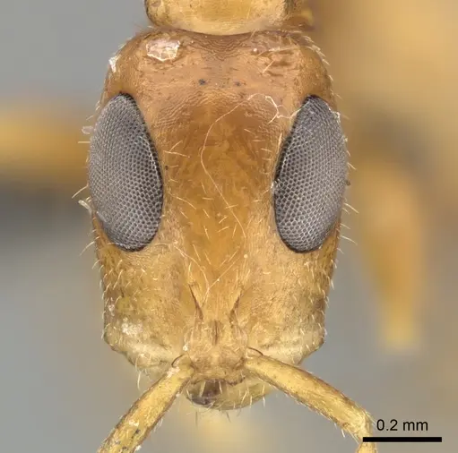 Tetraponera ambigua - CASENT0235821