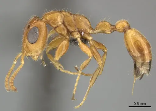 Tetraponera ambigua - CASENT0235821