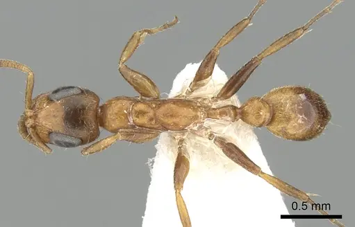 Tetraponera ambigua - CASENT0249824