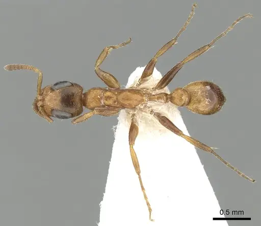 Tetraponera ambigua - CASENT0249824