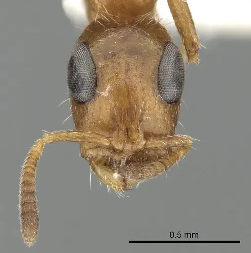 Tetraponera ambigua - CASENT0249824