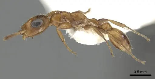 Tetraponera ambigua - CASENT0249824