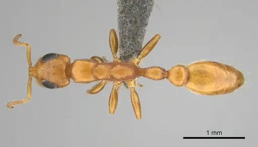 Tetraponera ambigua - CASENT0257172