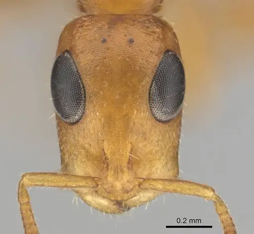 Tetraponera ambigua - CASENT0257172