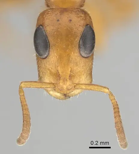Tetraponera ambigua - CASENT0257172