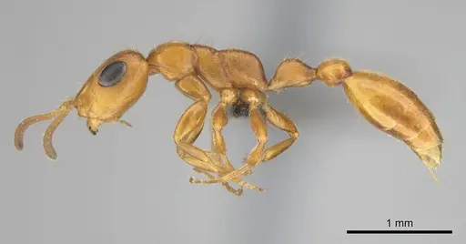 Tetraponera ambigua - CASENT0257172