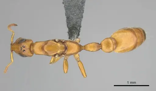 Tetraponera ambigua - CASENT0257308