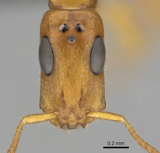 Tetraponera ambigua - CASENT0257308