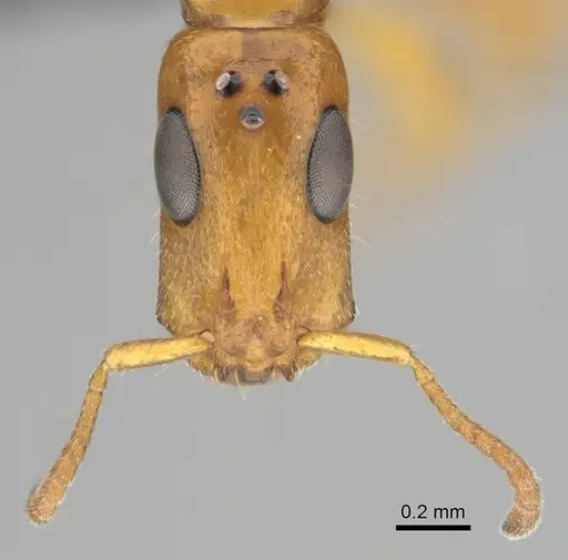 Tetraponera ambigua - CASENT0257308