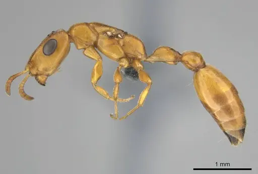 Tetraponera ambigua - CASENT0257308
