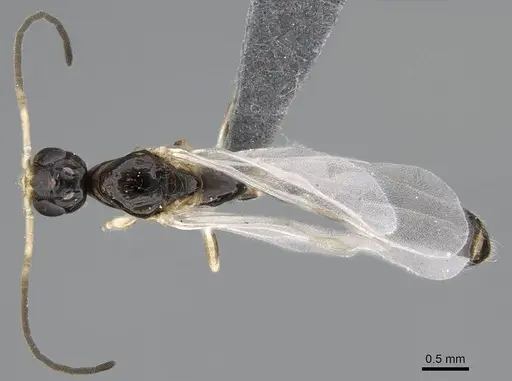 Tetraponera ambigua - CASENT0770305