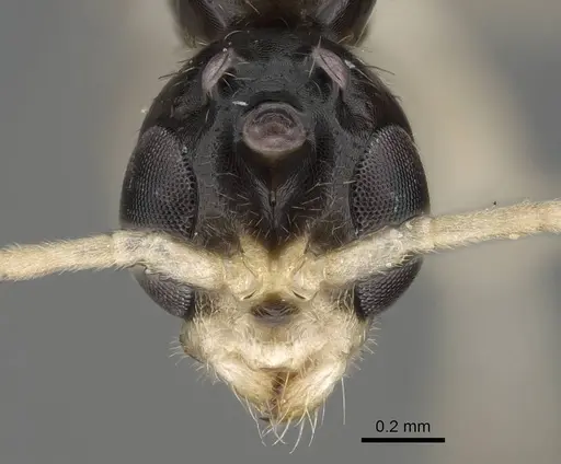 Tetraponera ambigua - CASENT0770305