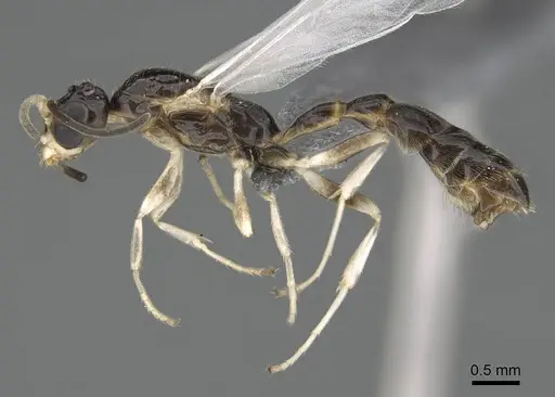 Tetraponera ambigua - CASENT0770305