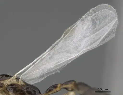 Tetraponera ambigua - CASENT0770305