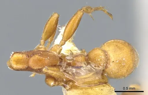 Tetraponera ambigua - CASENT0902814