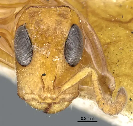 Tetraponera ambigua - CASENT0902814