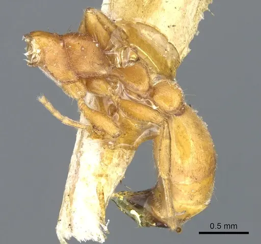 Tetraponera ambigua - CASENT0902814