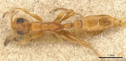 Tetraponera ambigua - CASENT0904033