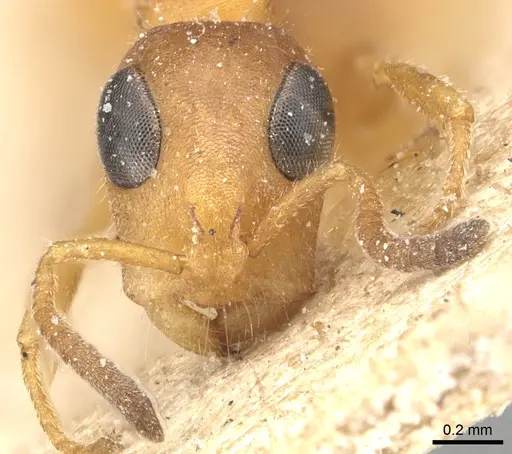 Tetraponera ambigua - CASENT0904033