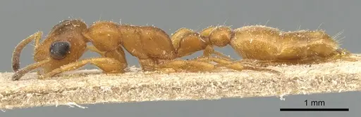 Tetraponera ambigua - CASENT0904033