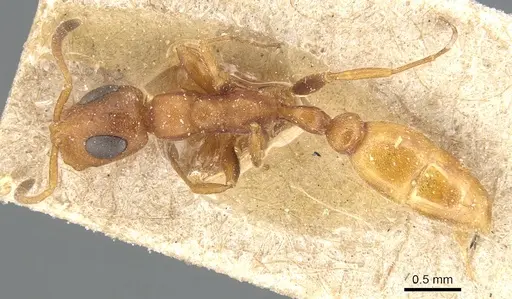 Tetraponera ambigua - CASENT0904034