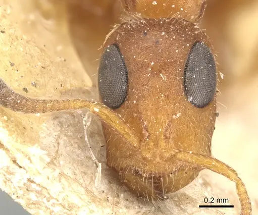 Tetraponera ambigua - CASENT0904034