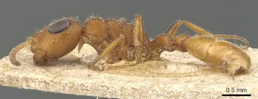 Tetraponera ambigua - CASENT0904034